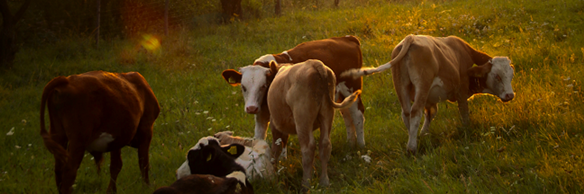 Sechs Kühe stehen und liegen im Sonnenuntergang auf einer Wiese.