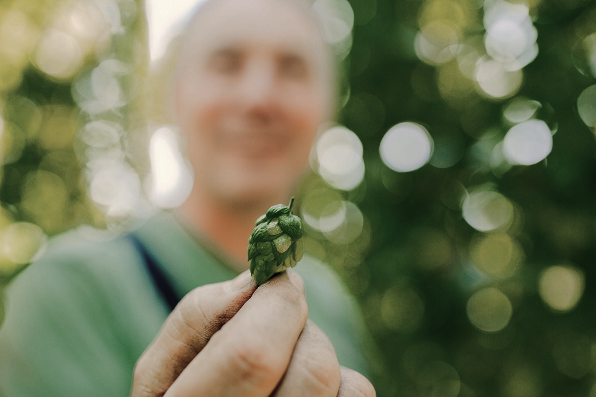 Zwei Finger halten eine Hopfenblüte.