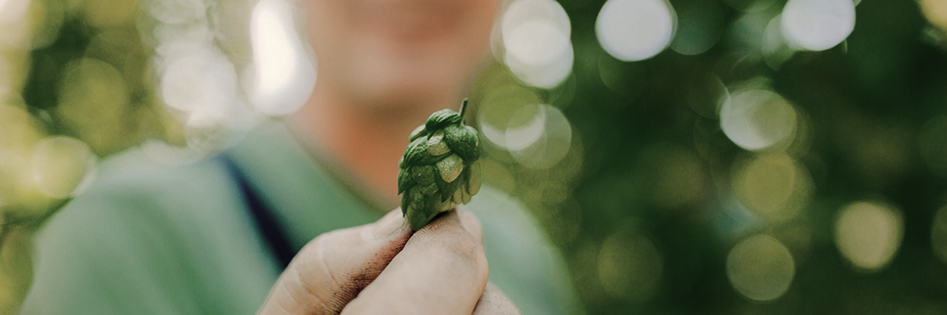 Zwei Finger halten eine Hopfenblüte.