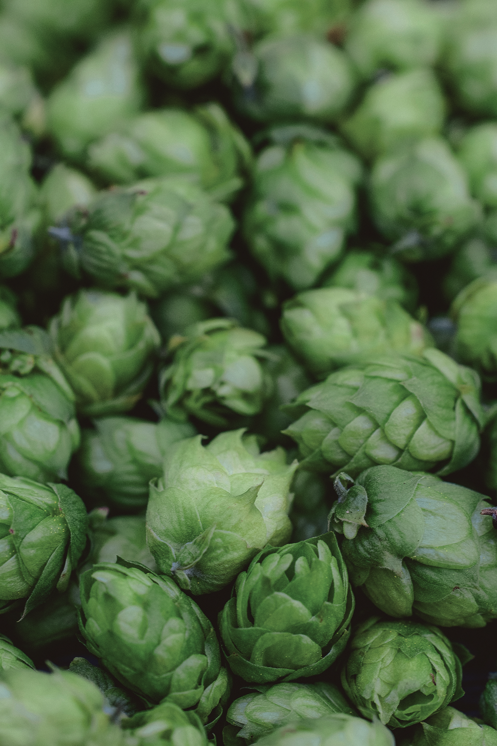 Nahaufnahme von geernteten Hopfenblüten