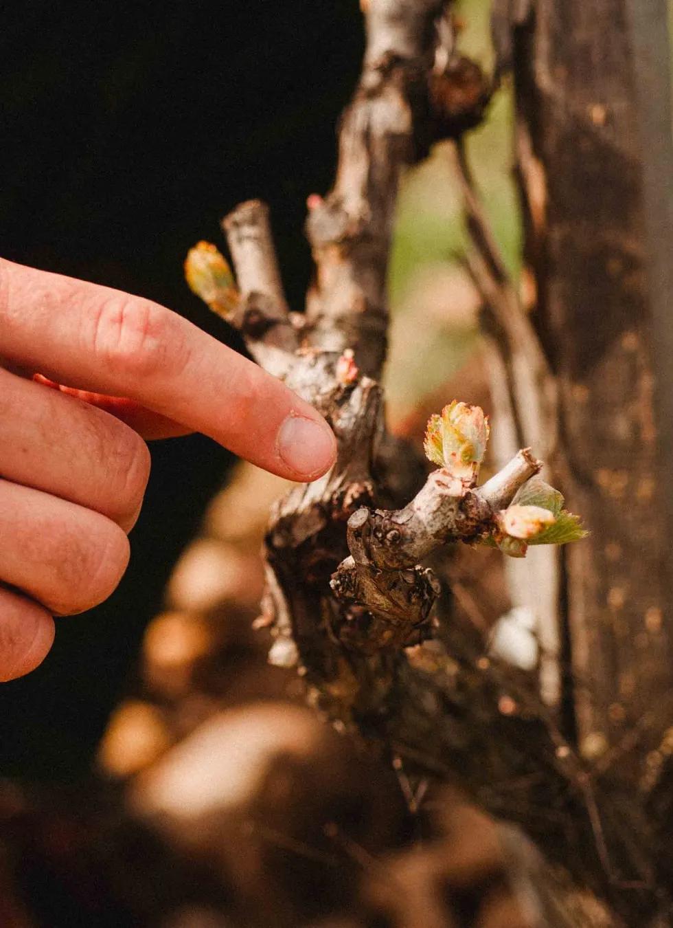 Main désignant un bourgeon de vigne au débourrement