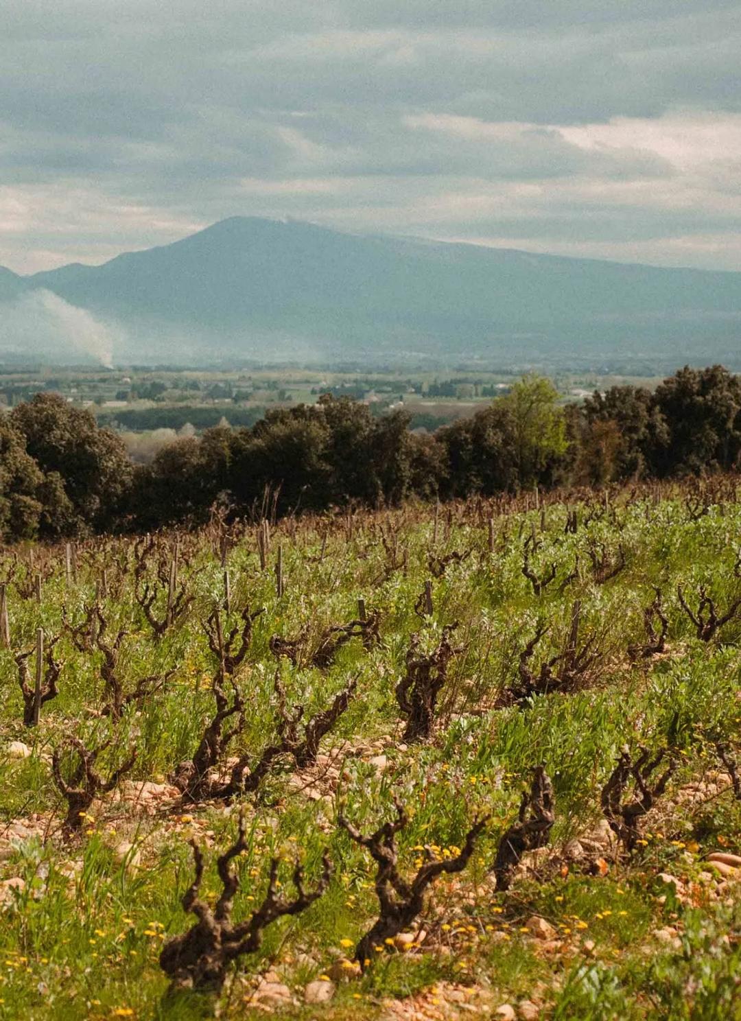 Vieilles vignes en gobelet au printemps, une montagne à l’horizon