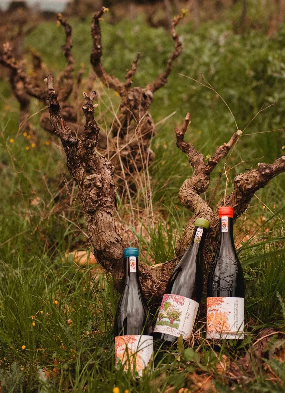 Trois bouteilles posées au pied d’un vieux cep