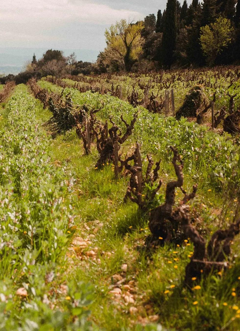 Rangs de vieilles vignes enherbés
