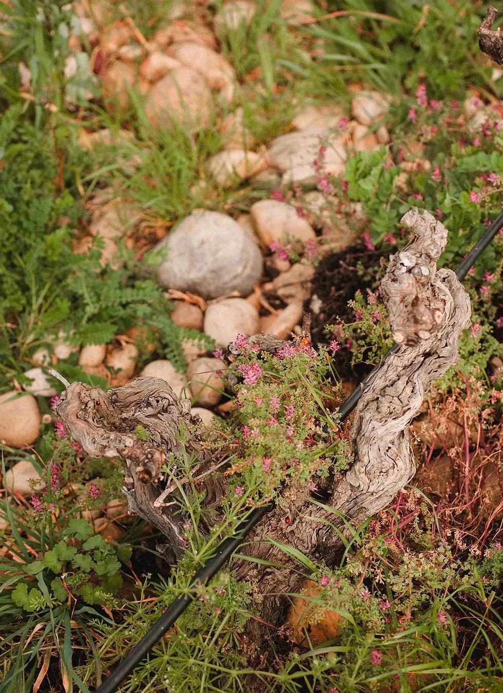 Vieux cep au milieu des galets roulés et des fleurs sauvages