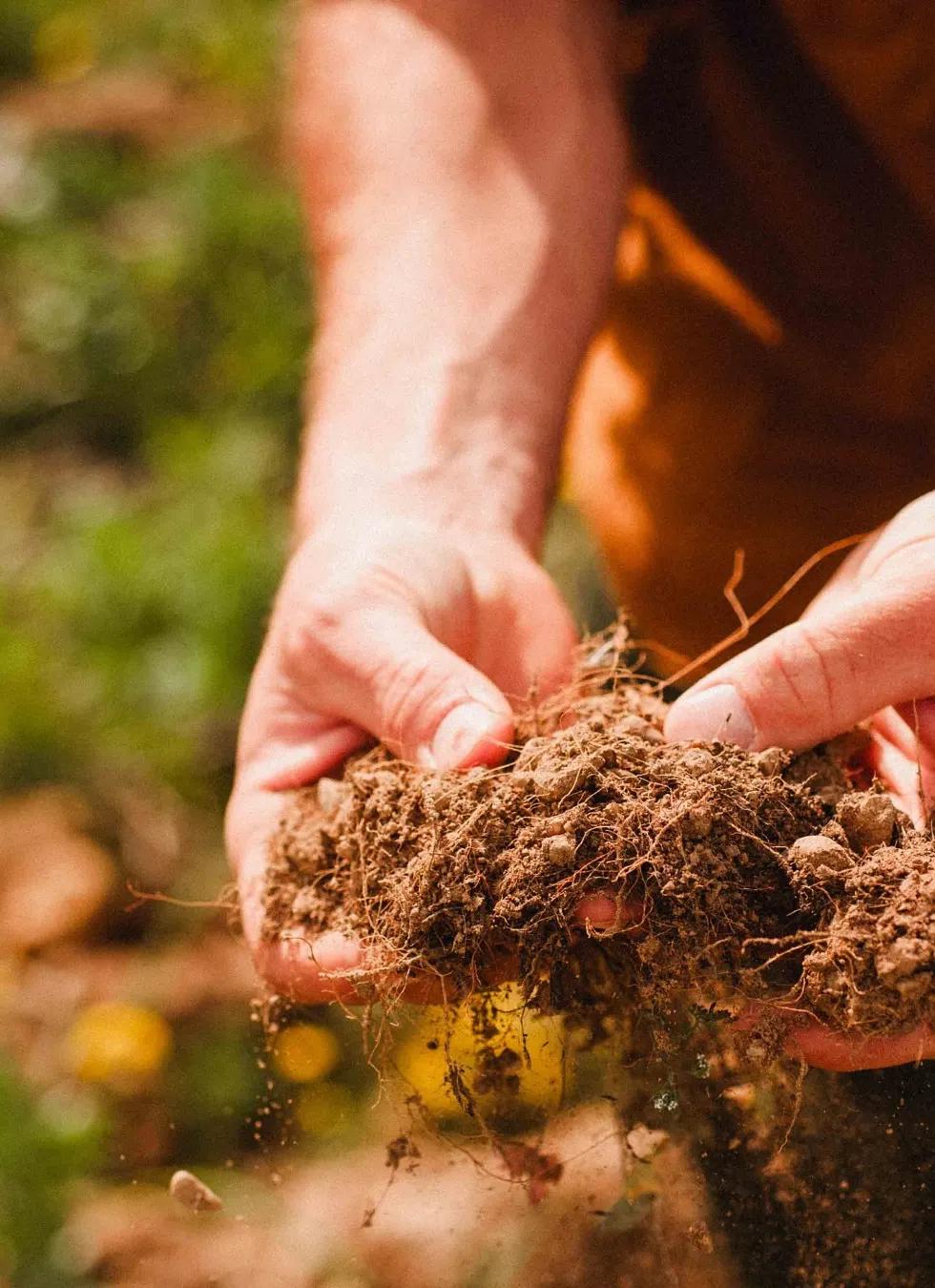 Mains tenant une motte de terre et de racines
