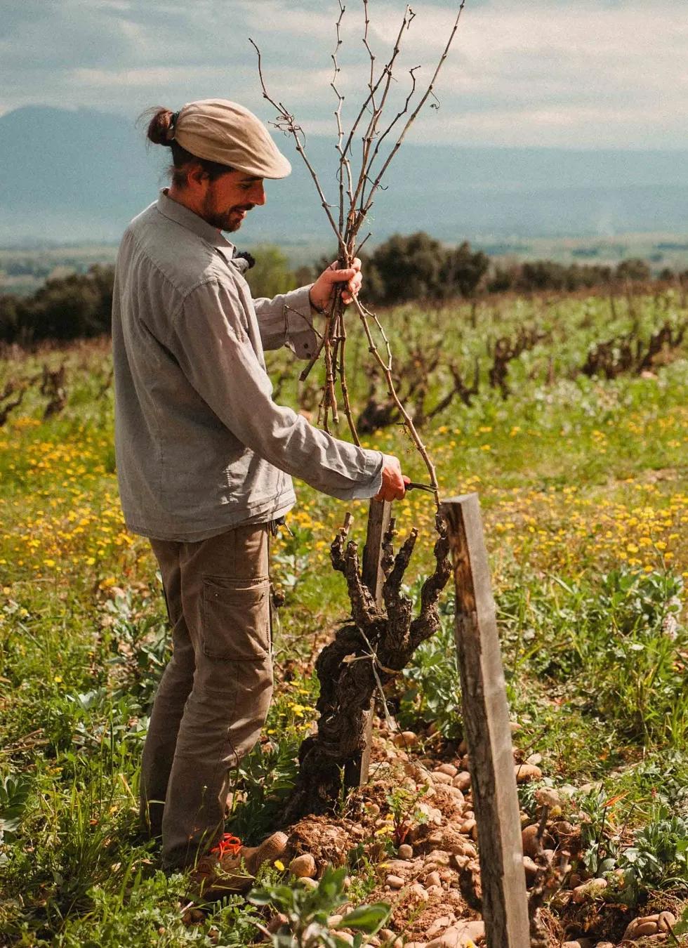 Vigneron près d’un vieux cep au printemps