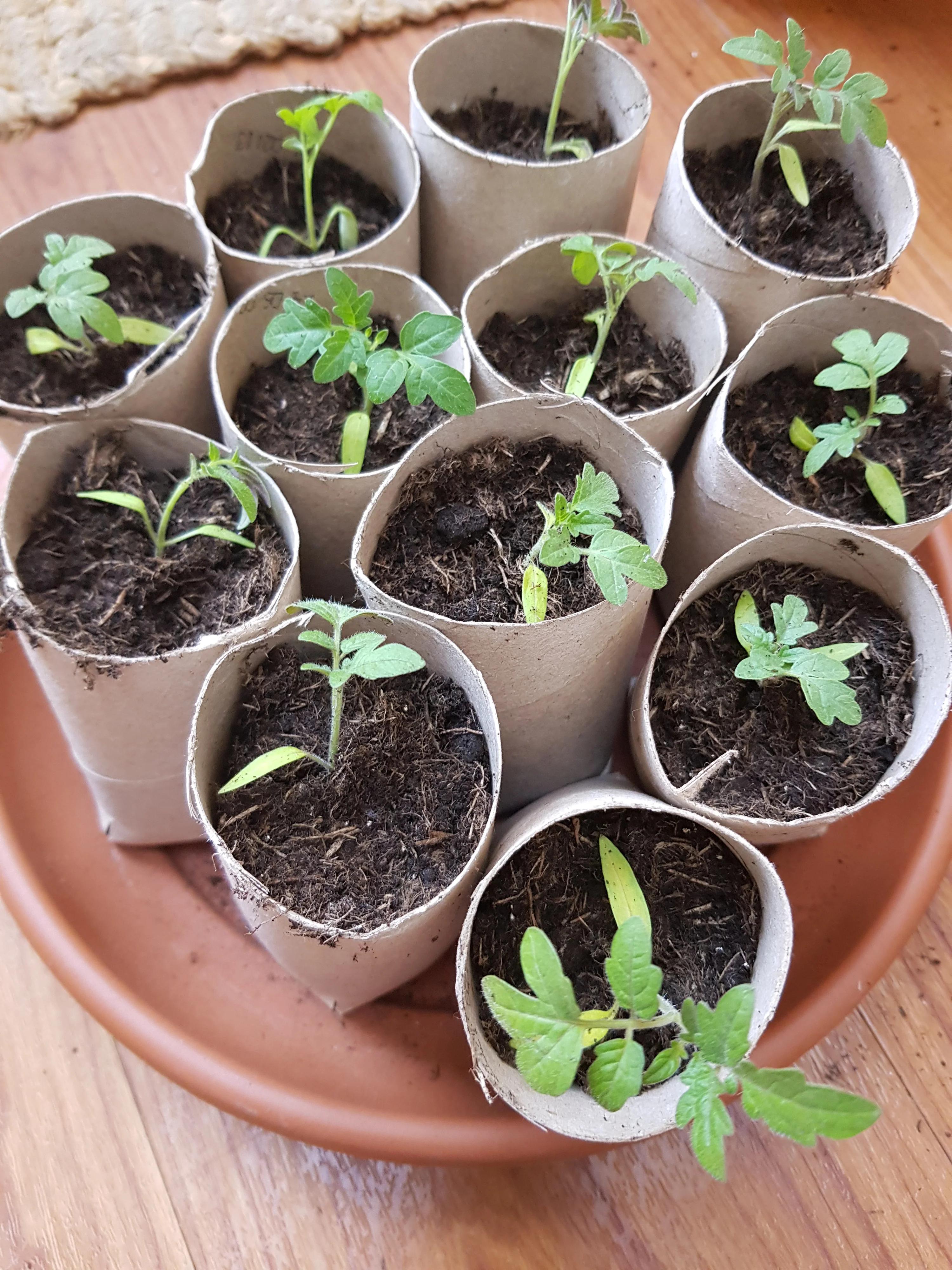 Green seedlings in individual cardboard pots on a brown tray.