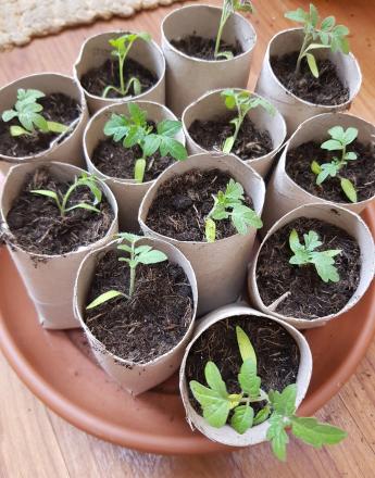 Green seedlings in individual cardboard pots on a brown tray.