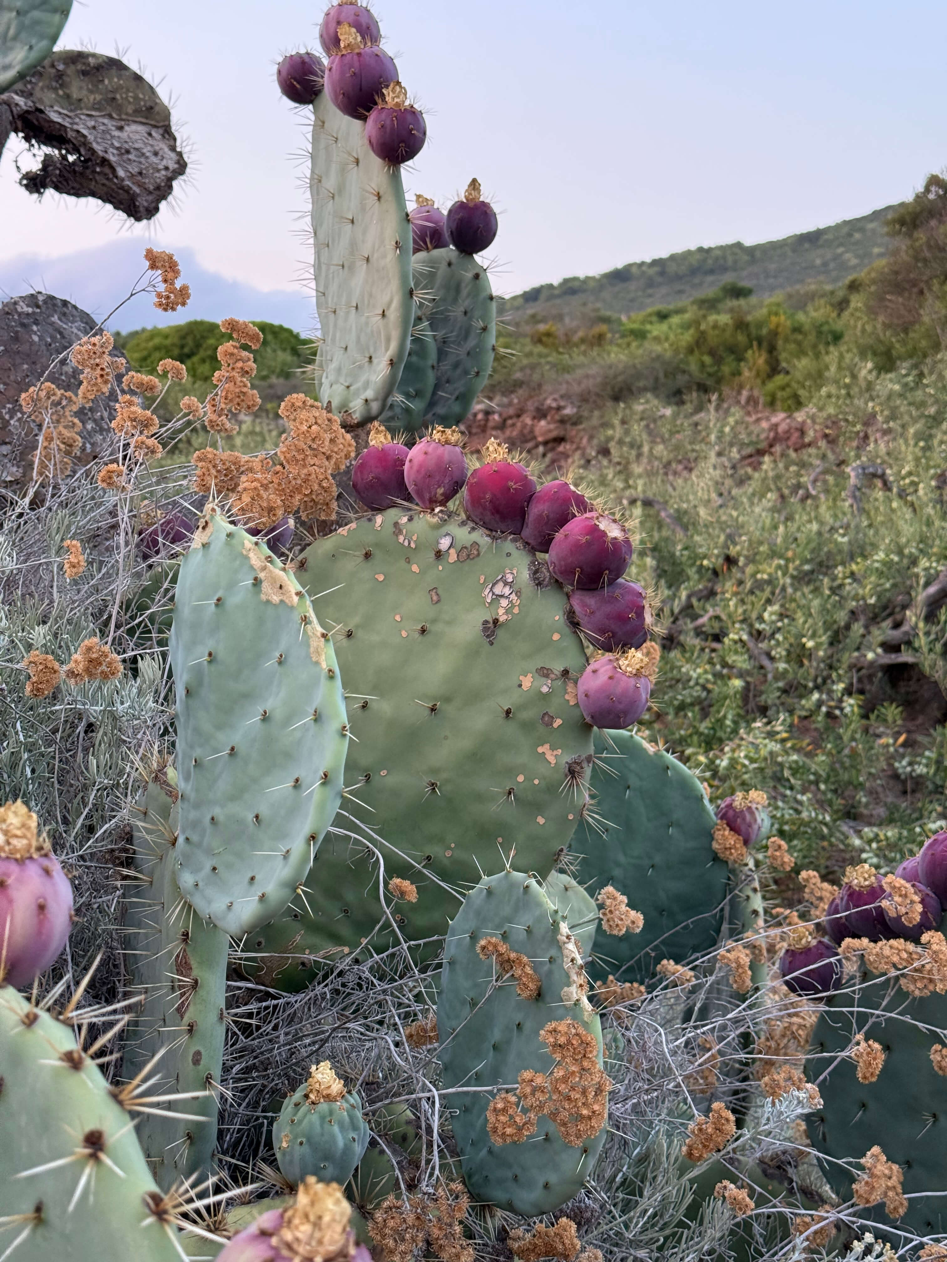 Close-up of prickly pear cacti covered in numerous ripe purple fruits against a natural landscape.