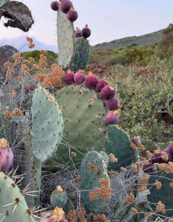 Close-up of prickly pear cacti covered in numerous ripe purple fruits against a natural landscape.