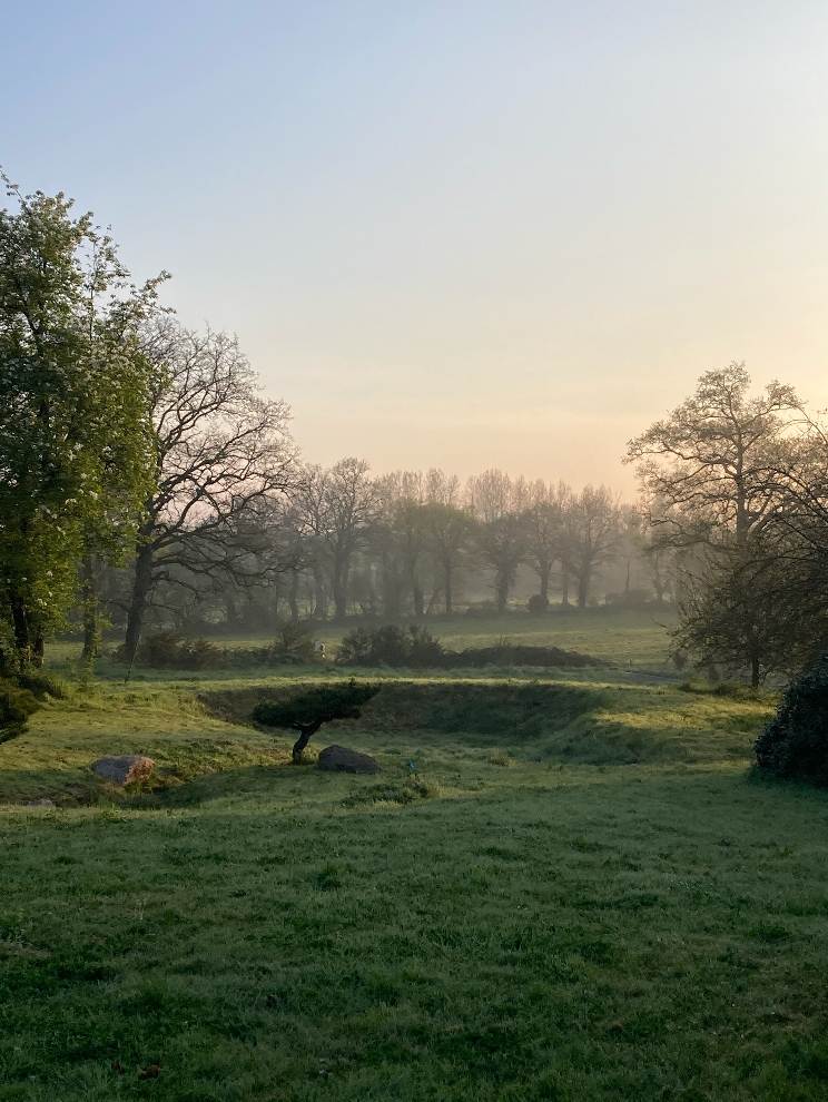 Misty morning over a dewy green park with a small artistic tree, rocks, and a line of distant trees.