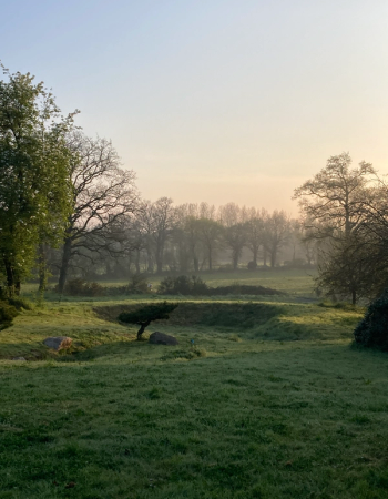 Misty morning over a dewy green park with a small artistic tree, rocks, and a line of distant trees.