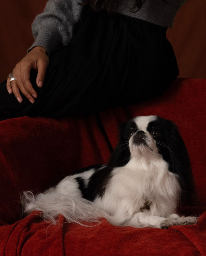 A black and white Japanese Chin dog lies on a red blanket, looking up, with a person sitting behind it.