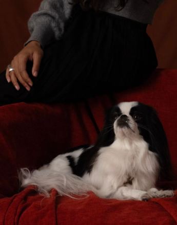 A black and white Japanese Chin dog lies on a red blanket, looking up, with a person sitting behind it.