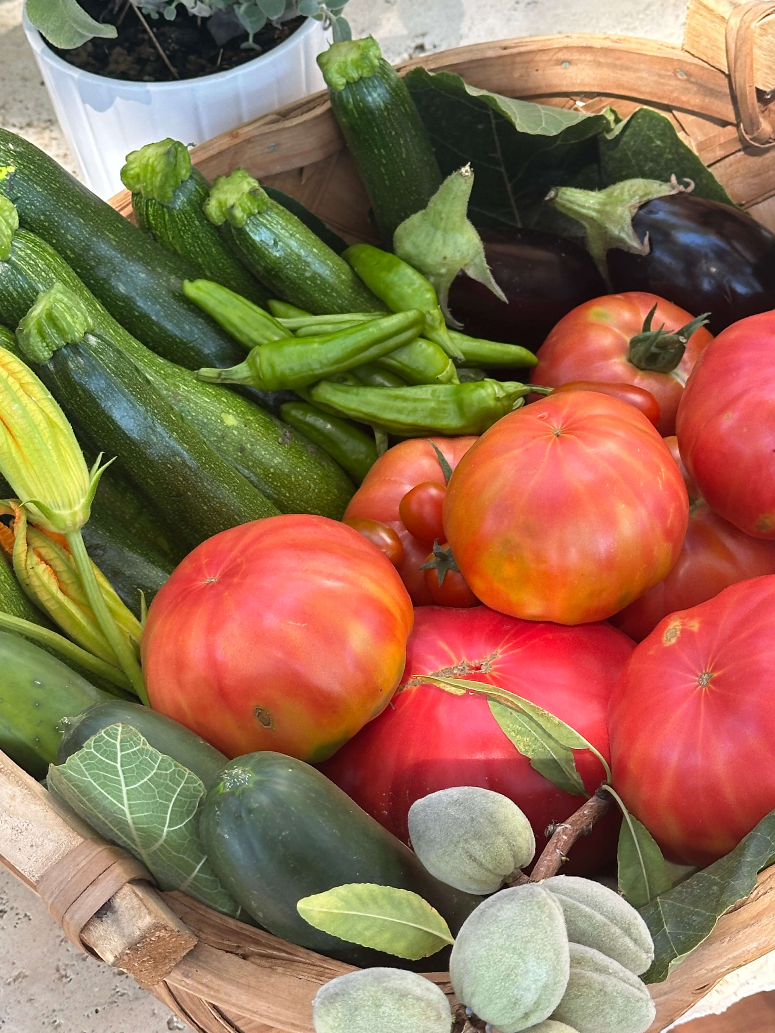A basket overflowing with fresh zucchini, peppers, tomatoes, eggplants, and unripe almonds.