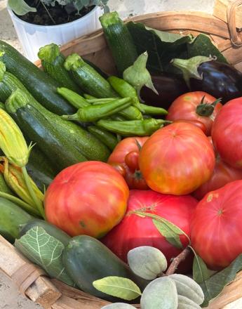 A basket overflowing with fresh zucchini, peppers, tomatoes, eggplants, and unripe almonds.