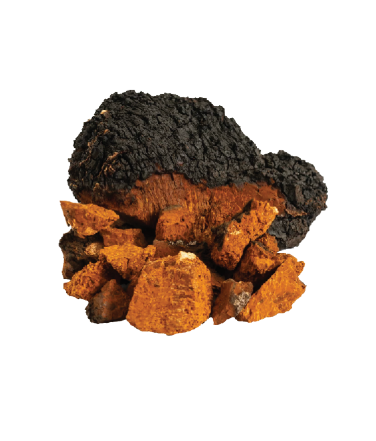 Chaga mushroom chunks with a black, cracked exterior and reddish-brown interior.