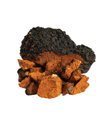 Chaga mushroom chunks with a black, cracked exterior and reddish-brown interior.