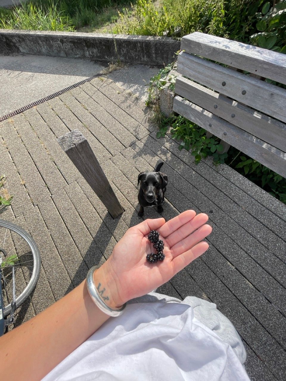 A person's hand holds a cluster of blackberries, observed intently by a small black dog on a paved outdoor surface.