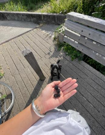 A person's hand holds a cluster of blackberries, observed intently by a small black dog on a paved outdoor surface.