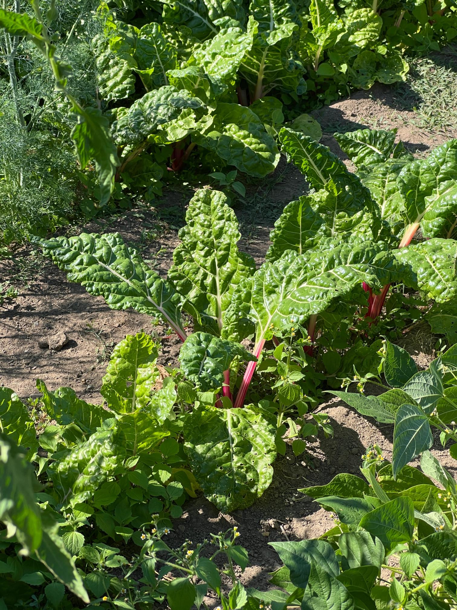 Swiss chard plants with green leaves and red stalks in a sunny garden.