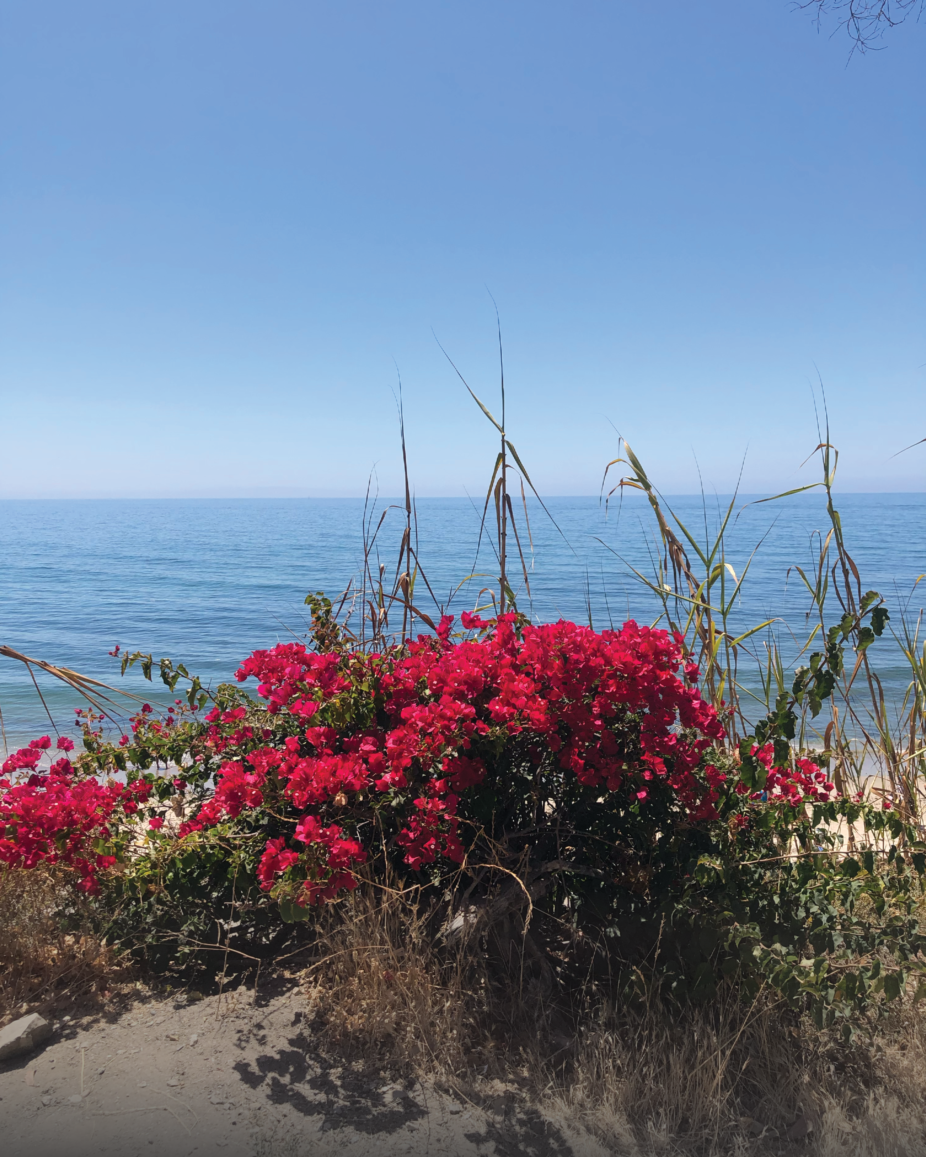 Red bougainvillea and tall grasses on a sandy bank overlooking a calm blue sea under a clear sky.