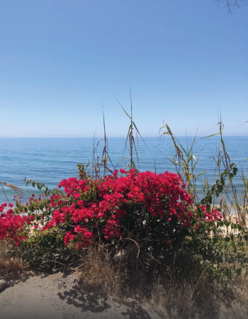 Red bougainvillea and tall grasses on a sandy bank overlooking a calm blue sea under a clear sky.