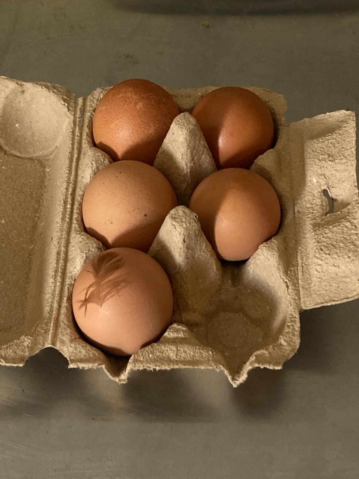 Five brown eggs in a carton, one with a feather.