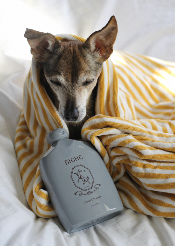 A small brown dog wrapped in a yellow and white striped towel, eyes closed, rests next to a grey bottle of BICHE Cloud Cleanser.
