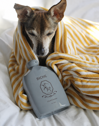 A small brown dog wrapped in a yellow and white striped towel, eyes closed, rests next to a grey bottle of BICHE Cloud Cleanser.