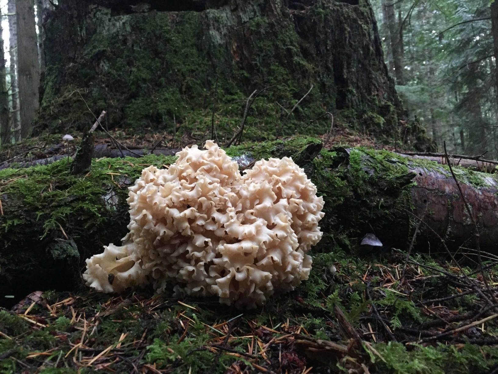 A large, pale, frilly cauliflower mushroom on the mossy forest floor at the base of a tree.