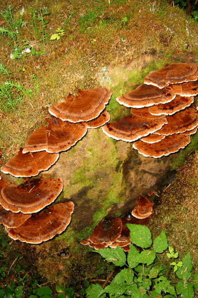 Brown bracket fungi on a mossy log.
