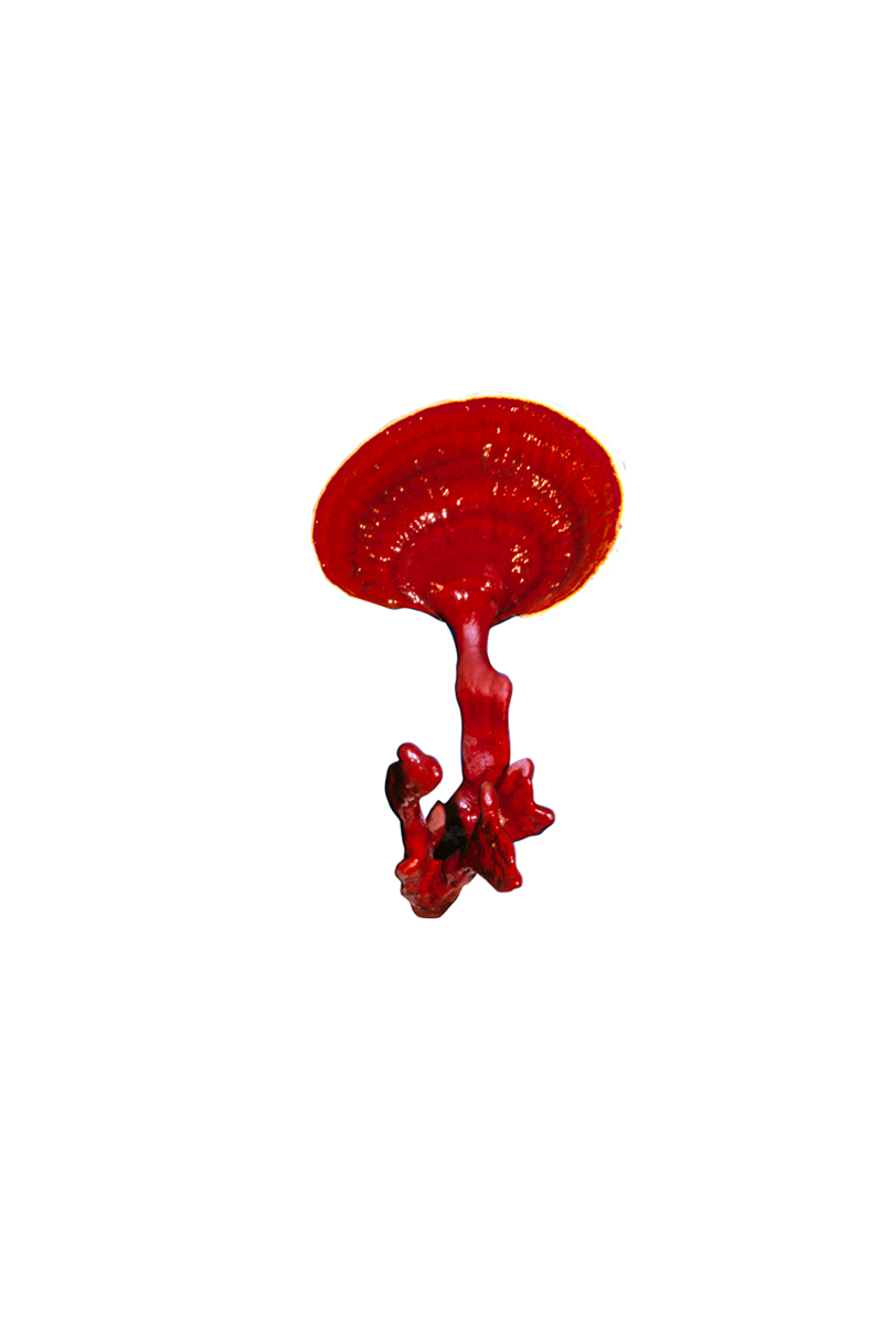 Glossy red Reishi mushroom.