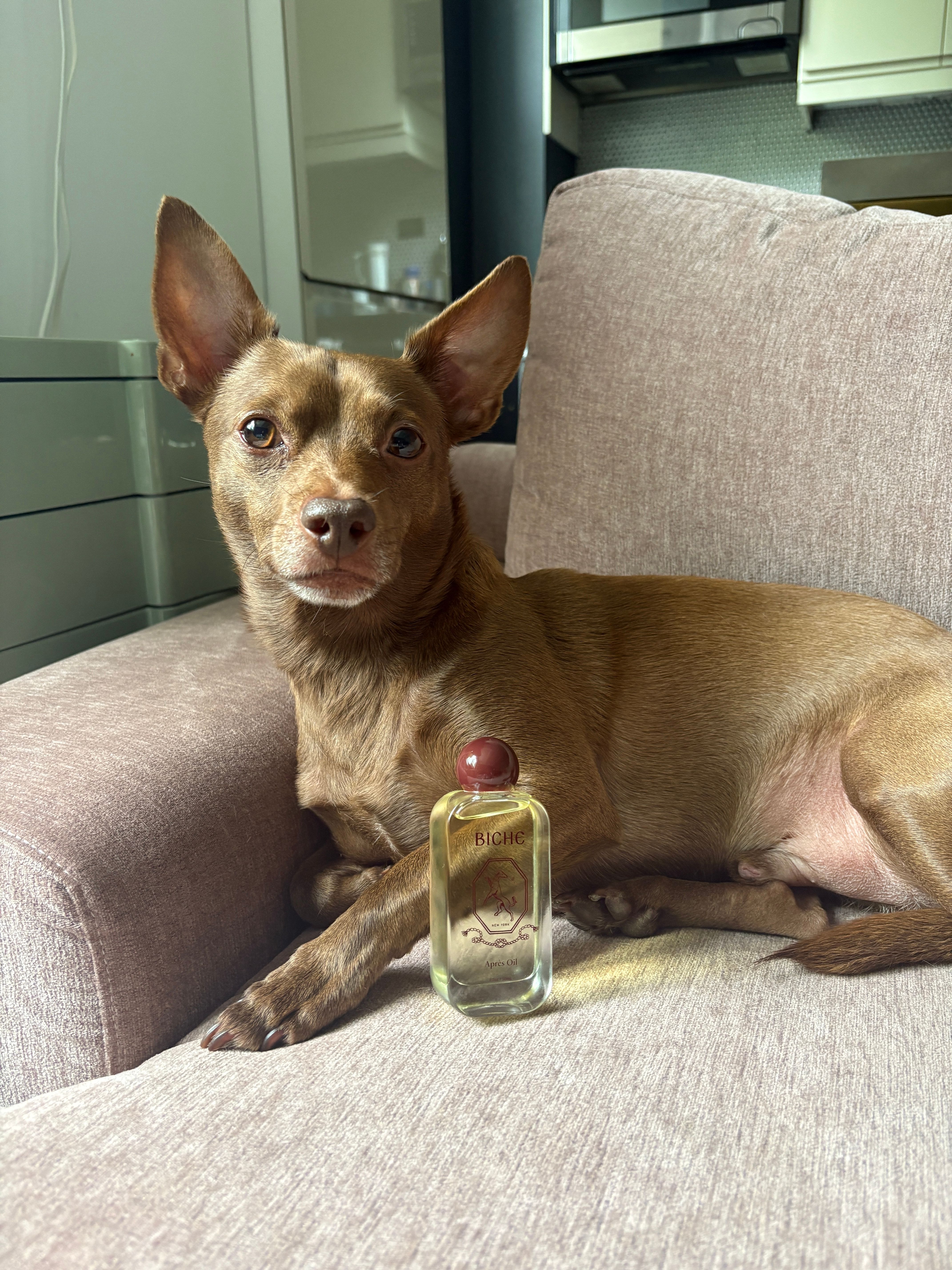 A brown dog with prominent ears lies on a beige sofa next to a bottle of "Biche" perfume, looking directly at the viewer.