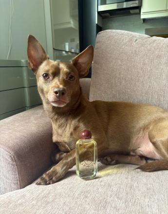 A brown dog with prominent ears lies on a beige sofa next to a bottle of "Biche" perfume, looking directly at the viewer.