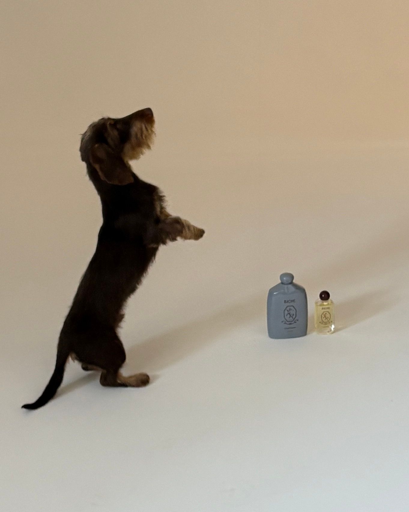 A wire-haired dachshund stands on its hind legs looking up, next to two small perfume bottles on a light background.