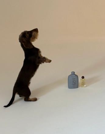 A wire-haired dachshund stands on its hind legs looking up, next to two small perfume bottles on a light background.