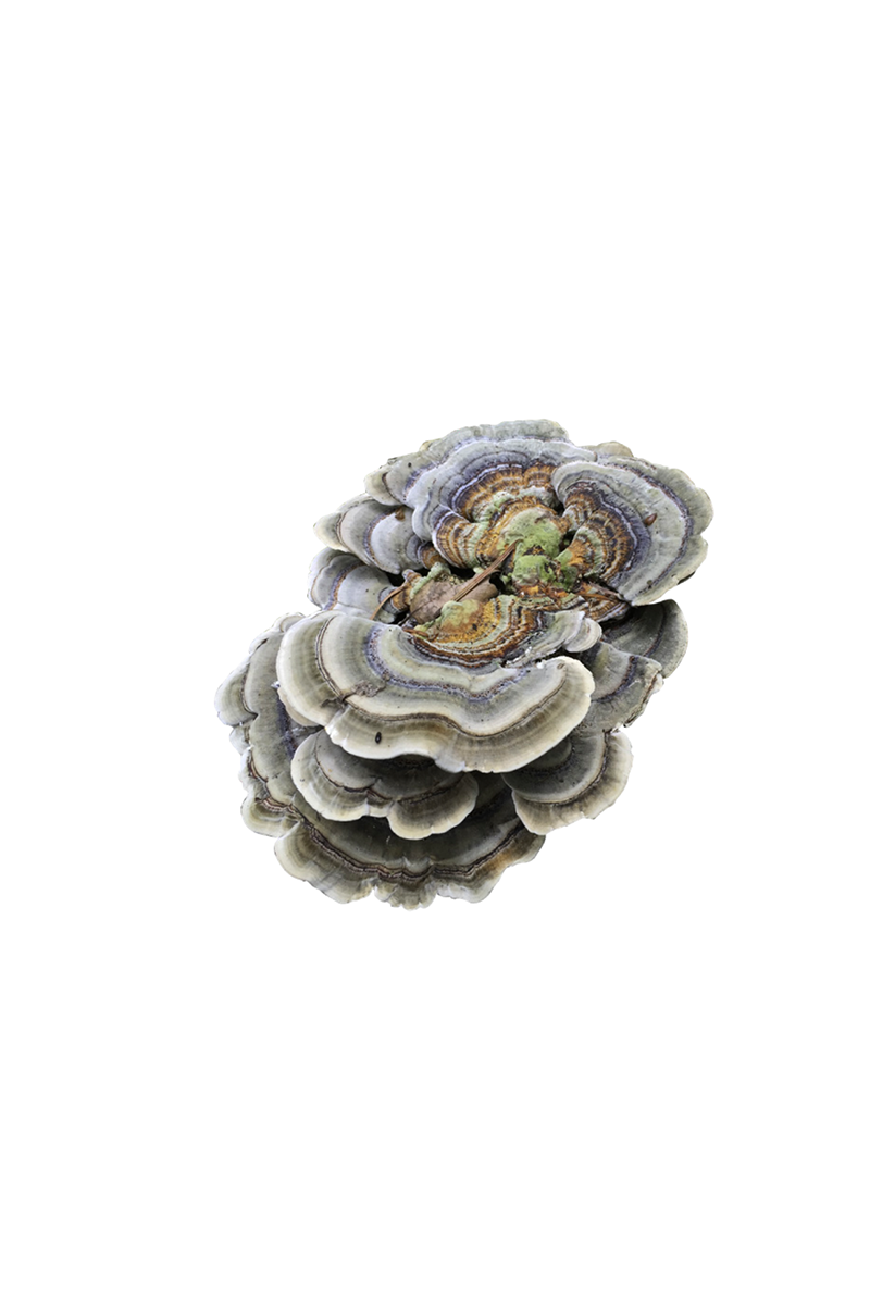 A cluster of turkey tail mushrooms with concentric rings of grey, blue, brown, and green.