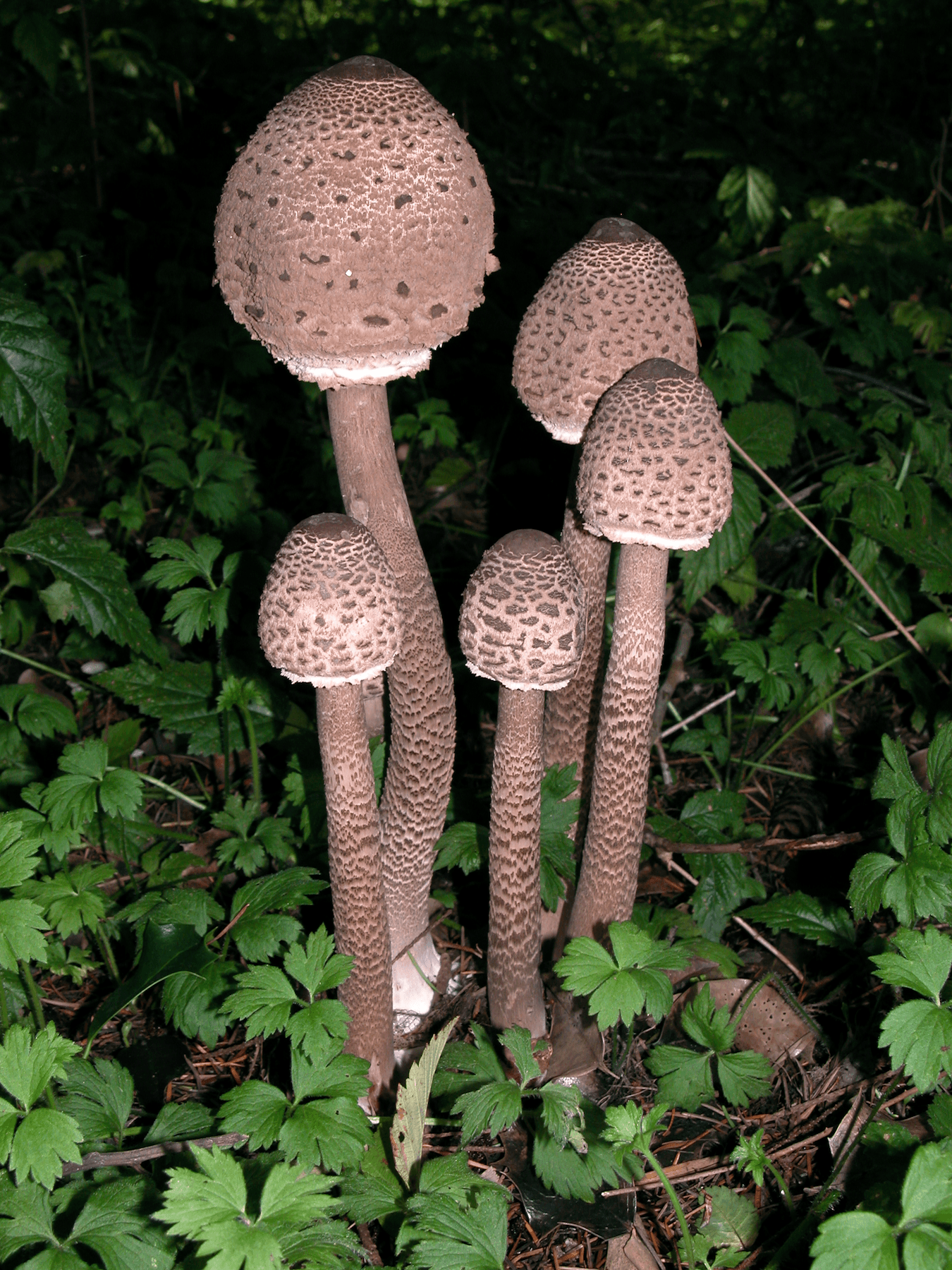 A cluster of brown, scaly mushrooms growing on a forest floor amidst green plants.