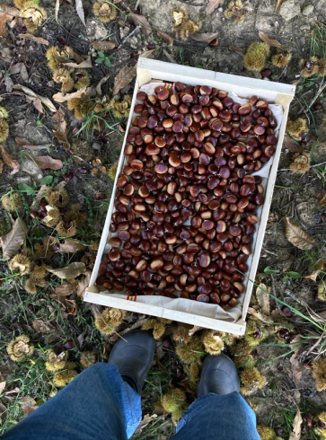 A crate full of chestnuts sits on the ground surrounded by fallen leaves and burs, with a person's boots visible.