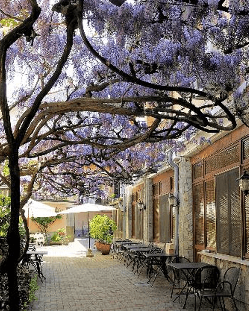 Outdoor cafe with tables and chairs under a blooming purple wisteria canopy.