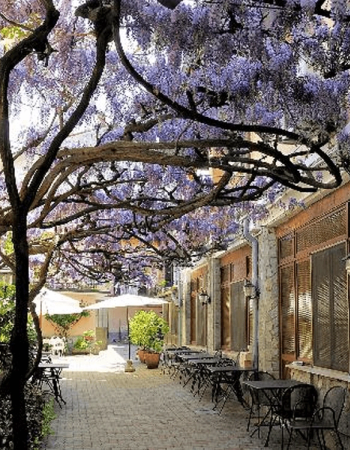 Outdoor cafe with tables and chairs under a blooming purple wisteria canopy.