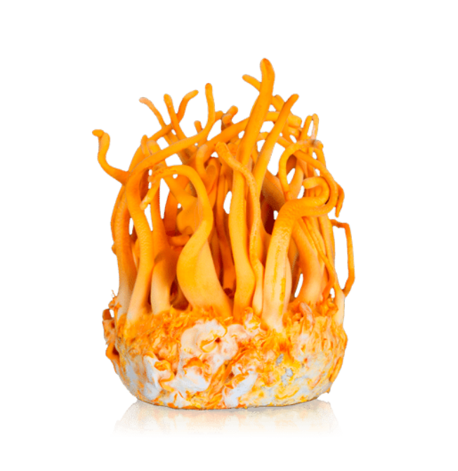 A cluster of bright orange Cordyceps mushrooms growing from a white base.