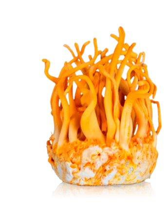 A cluster of bright orange Cordyceps mushrooms growing from a white base.