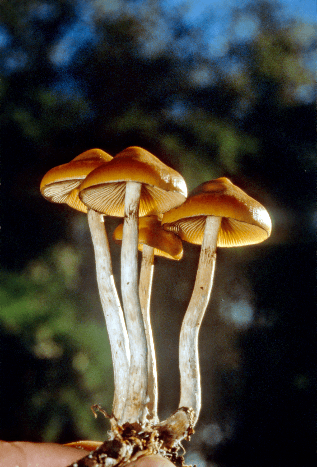 A hand holds a cluster of mushrooms with light brown caps and white stems.