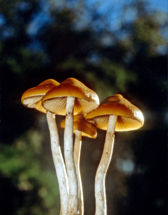 A hand holds a cluster of mushrooms with light brown caps and white stems.