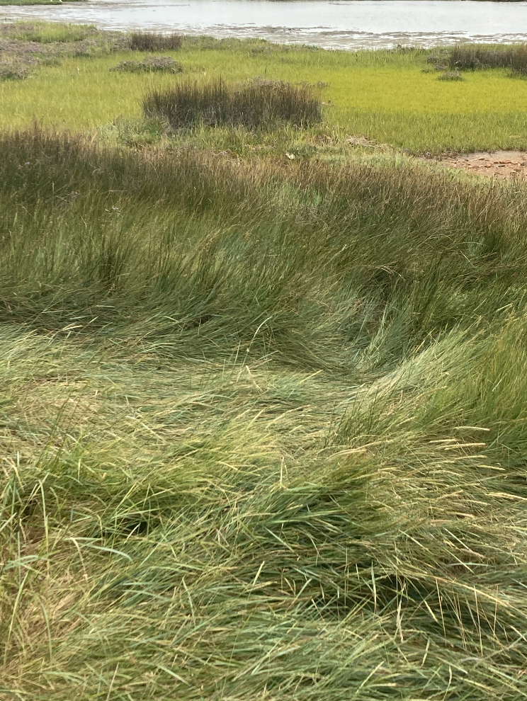 A marsh with tall green grass in the foreground and a body of water in the background.