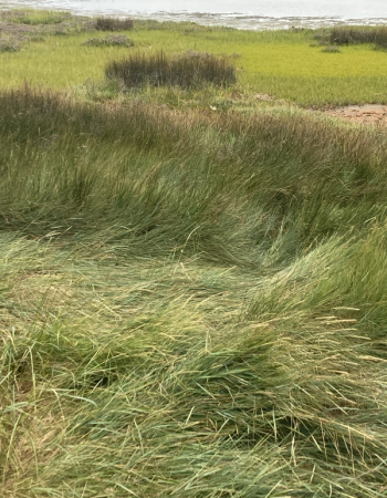 A marsh with tall green grass in the foreground and a body of water in the background.