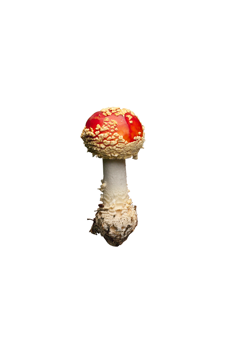 A red-capped mushroom with white spots and a white stem, isolated on a white background.